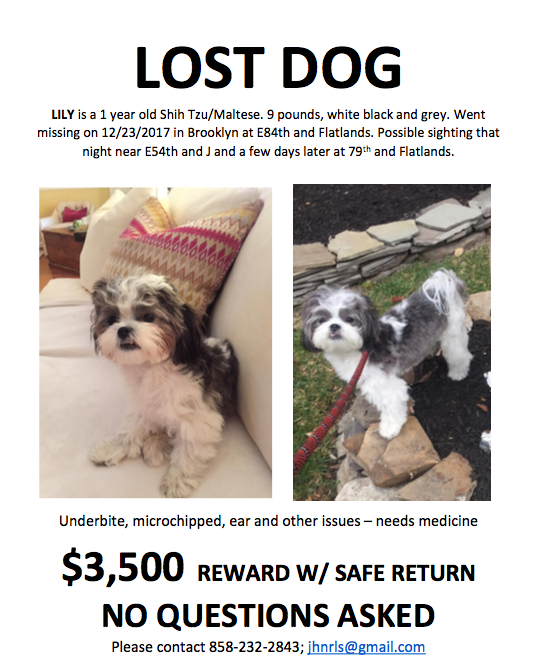 dog lost
